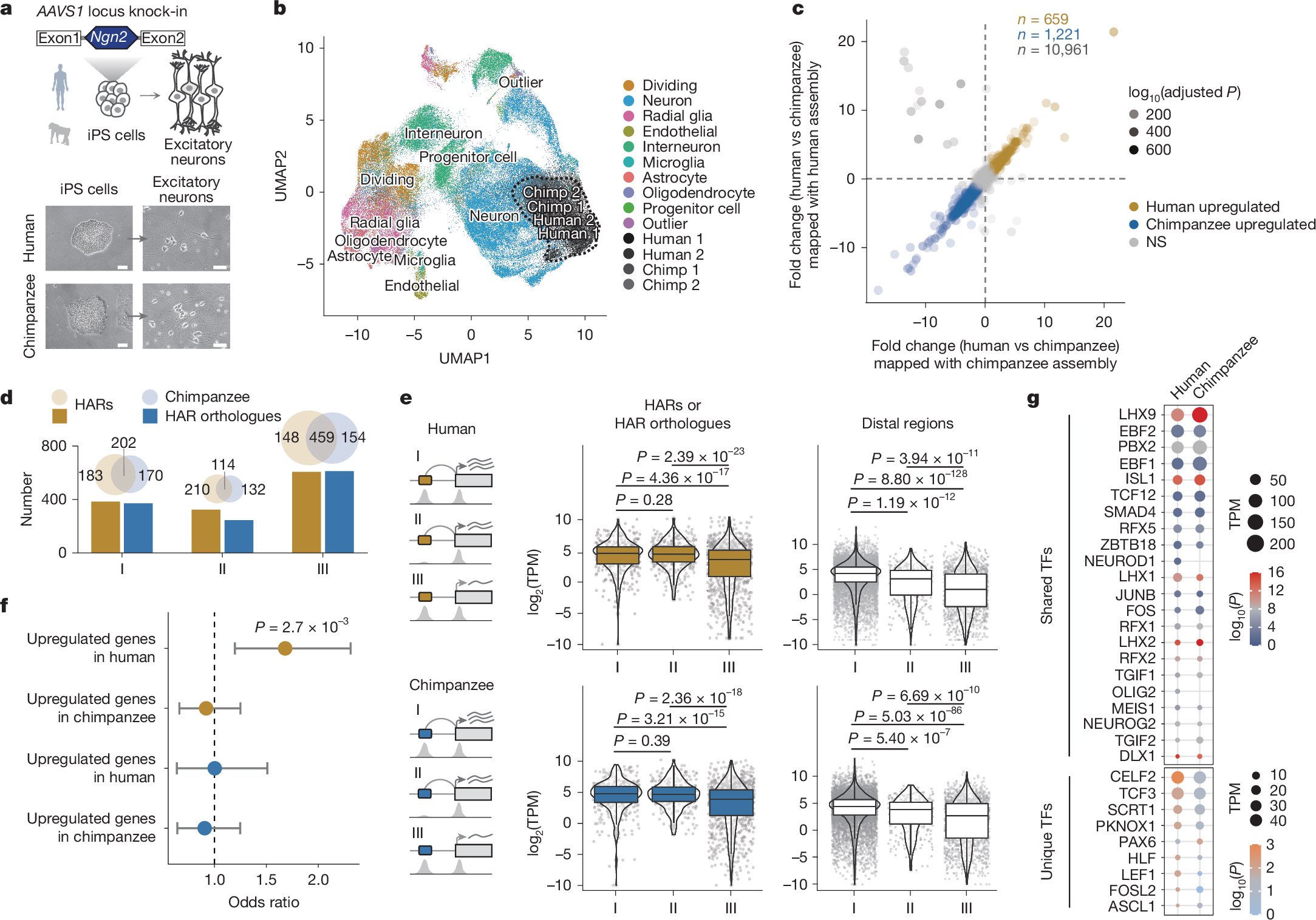 MarkTransposon's tweet card. Nature - The cis-regulatory functions of human accelerated regions of genomic loci and their potential contribution to human brain evolution are revealed.