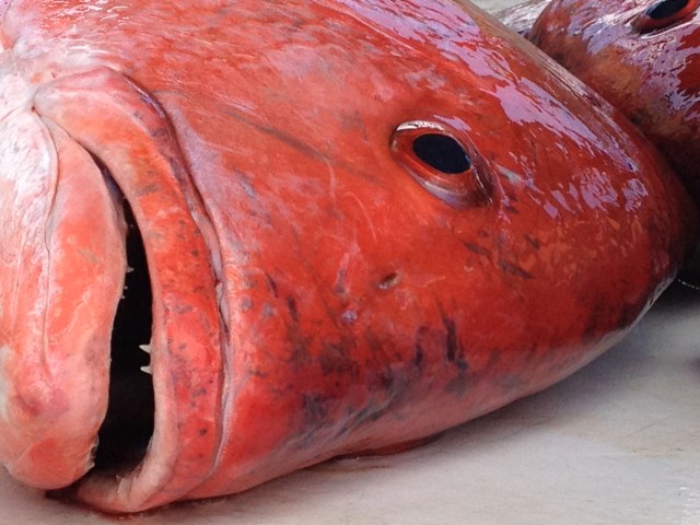 KatieBrittforAL's tweet card. WASHINGTON, D.C. (WKRG) — A bill introduced by Senator Katie Britt (R-Ala.), and passed by the Senate, is aimed at protecting local fishermen from illegally caught fish being sold in the U.S. Accor…
