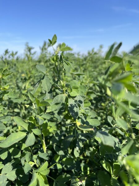BRNAgNews_Larry's tweet card. A common forage crop can help bring problem weeds under control.  University of Wisconsin research biologist Mark Renz tells Brownfield herbicide-resistant weeds like waterhemp and ragweed have been...