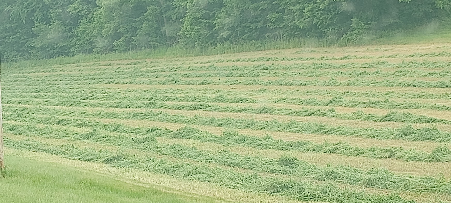 BRNAgNews_Mark's tweet card. A forage specialist says warm and wet weather is having a mixed impact on alfalfa. Jeff Jackson with CROPLAN tells Brownfield many growers across the Midwest are beginning a third cutting. “The...