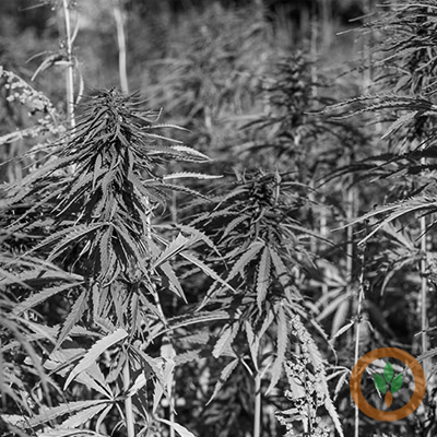 BRNAgNews_Jared's tweet card. The president of the Illinois Hemp Growers Association says a proposal moving through the U.S. Senate would decimate the growing industry. Rachel Berry says the measure would close what some have...