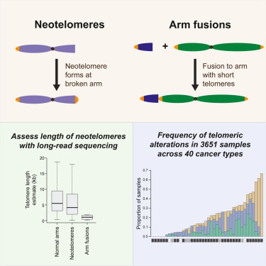 HumanPangenome's tweet card. Long-read genome sequencing describes the existence and structures of neotelomeres and telomere-spanning chromosome arm fusions in cancer samples. Short-read sequences of 3,651 cancer samples were...