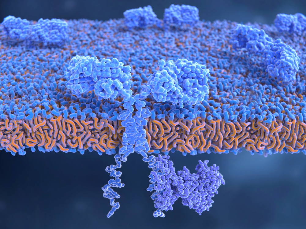 xiaofei_lin's tweet card. Using protein structure prediction tools, researchers have uncovered receptor structure-function relationships to improve cell therapies.