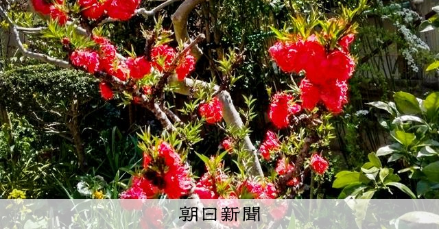koiken20's tweet card. 　4月になると、庭のハナモモの木が花をつけ始める。　3センチほどの紅色。眺めながら、長倉達郎さん（88）=岡山市南区=は心の中でつぶやく。　「春ちゃん、また1年経っちゃったね」　いとこの角南（すなみ）…