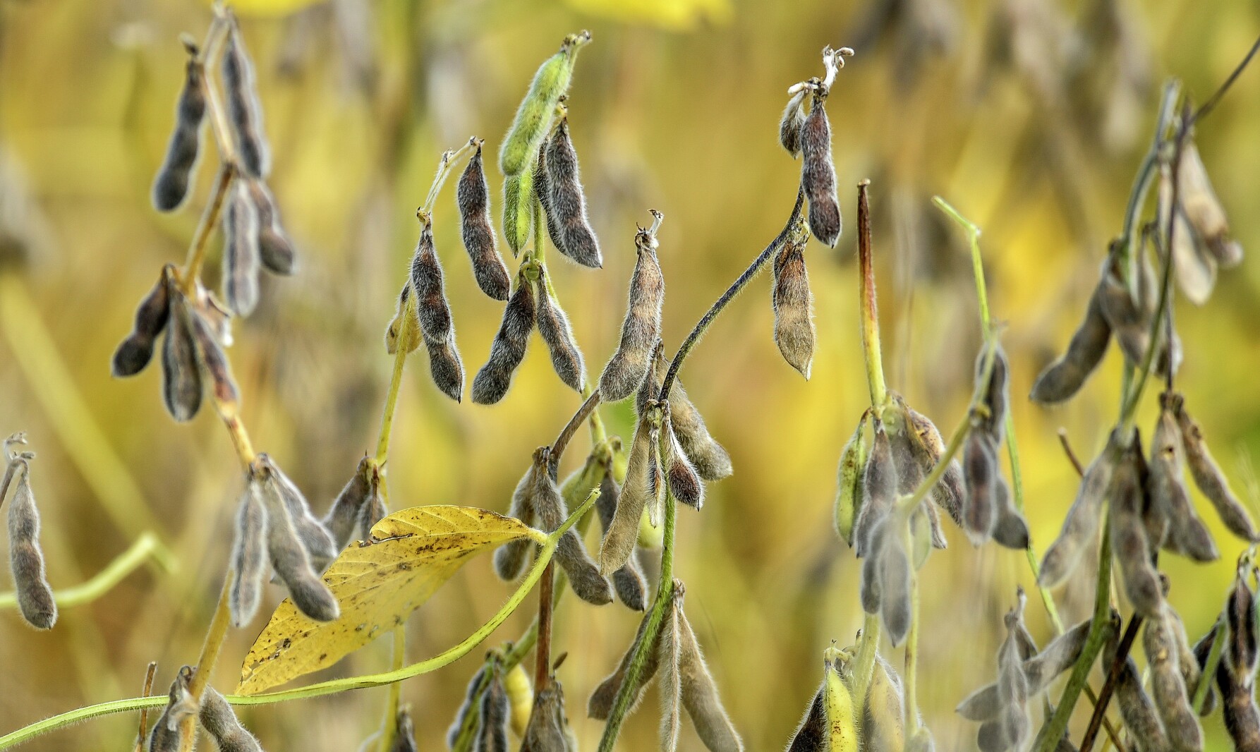 NDSUExtension's tweet card. After June 20 storms wiped out soybean crops, NDSU Extension is urging farmers to consider cover crops and monitor for mold, weeds and plant disorders.