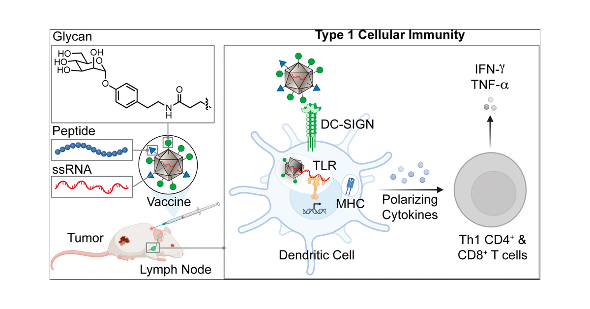 KiesslingGroup's tweet card. Cancer vaccine development is inhibited by a lack of strategies for directing dendritic cell (DC) induction of effective tumor-specific cellular immunity. Pathogen engagement of DC lectins and...