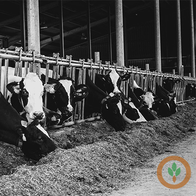 BRNAgNews_Larry's tweet card. Cash dairy prices were steady to higher Thursday on the Chicago Mercantile Exchange.    Dry whey remained unchanged at $0.5725.  No sales were recorded.  Forty-pound cheese blocks were up $0.0150 at...