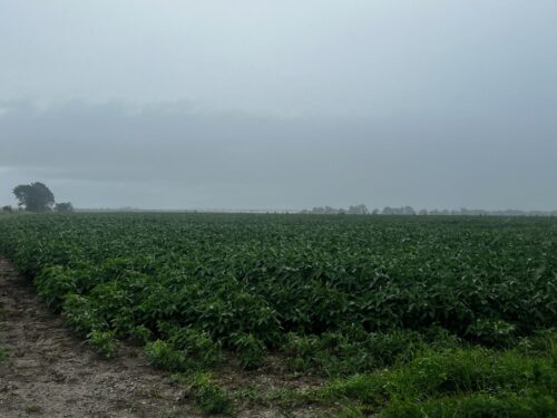 BRNAgNews_Erin's tweet card. A southwest Indiana farmer says a year of record rainfall has made it difficult to get fieldwork done. J.R. Roesner says he just finished replanting at the beginning of the month. “It seems like...