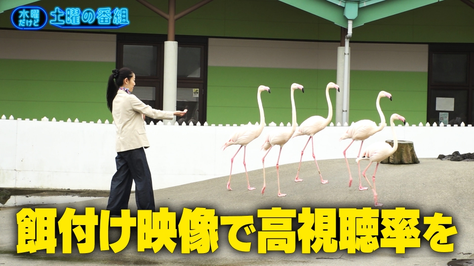 水曜だけど土曜の番組 水曜だけど土曜の番組 | 無料見逃し配信中！＜TBS FREE＞