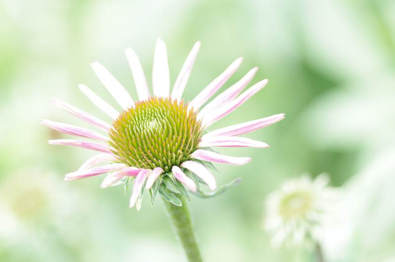 JarkkoPatana's tweet card. A soft dreamy feel, when you see at this beautiful Petal. Captured in a botanic Garden in Istanbul. #Skurpy #Photography #Flower #Nature Current price: 7.5 XTZ.