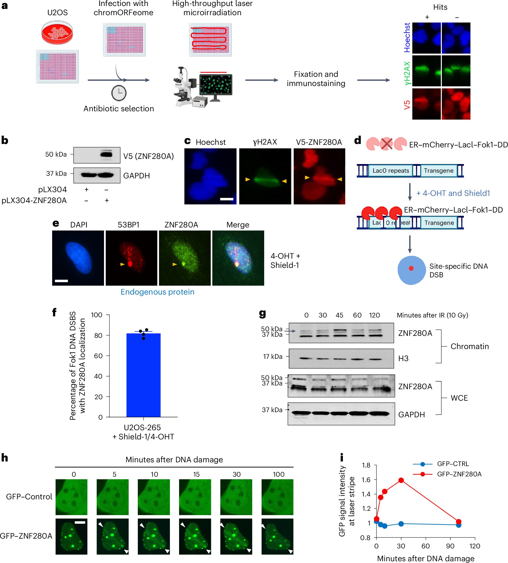 MostoslavskyLab's tweet card. Nature Cell Biology - Clarke et al. identify chromatin factor ZNF280A, which is recruited to damaged chromatin where it promotes long-range DNA-end resection. Loss of ZNF280A is linked to genome...