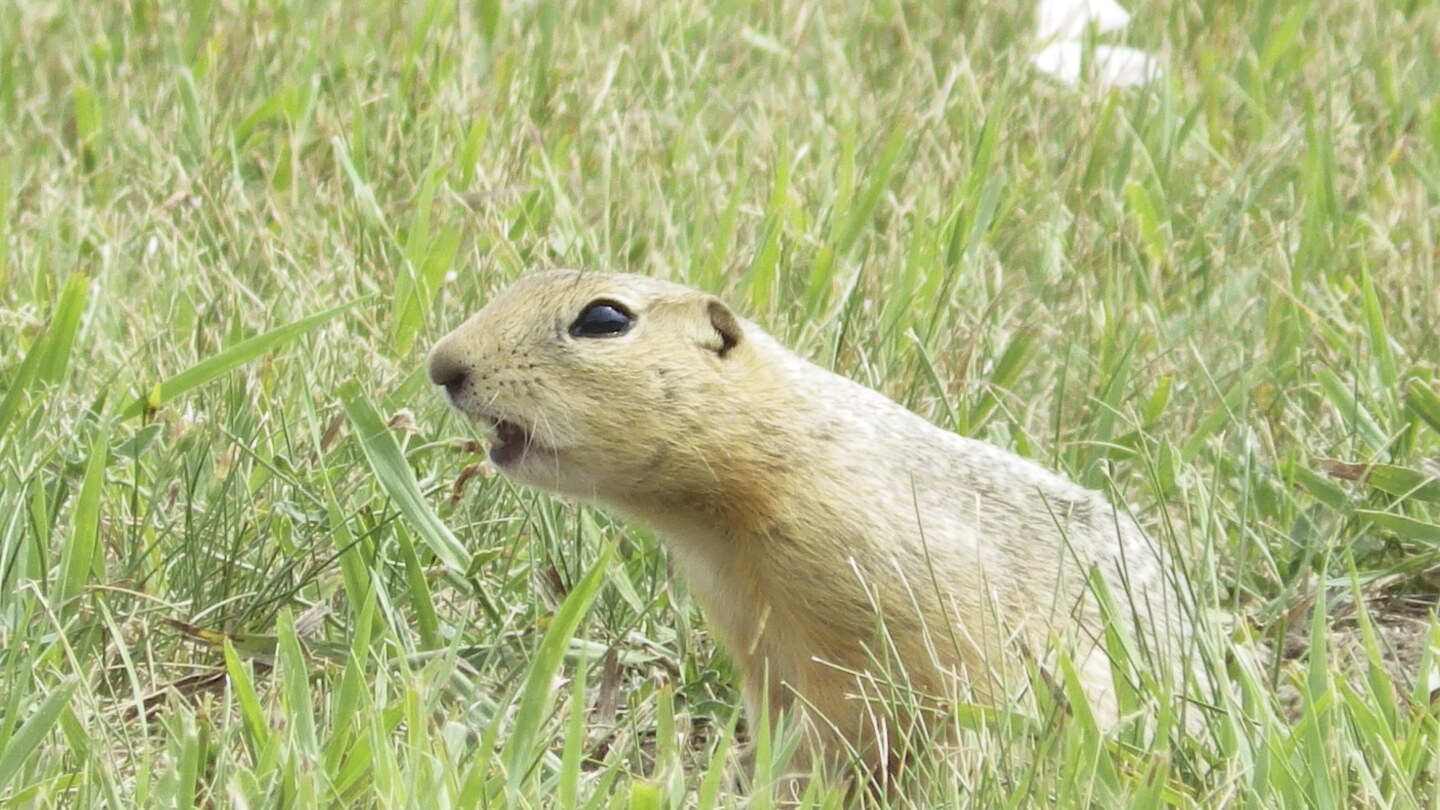 APjdhanna's tweet card. Ground squirrels have proliferated in Minot, North Dakota's fourth-largest city. They've burrowed everywhere from vacant lots to school grounds, residential areas and the downtown area.