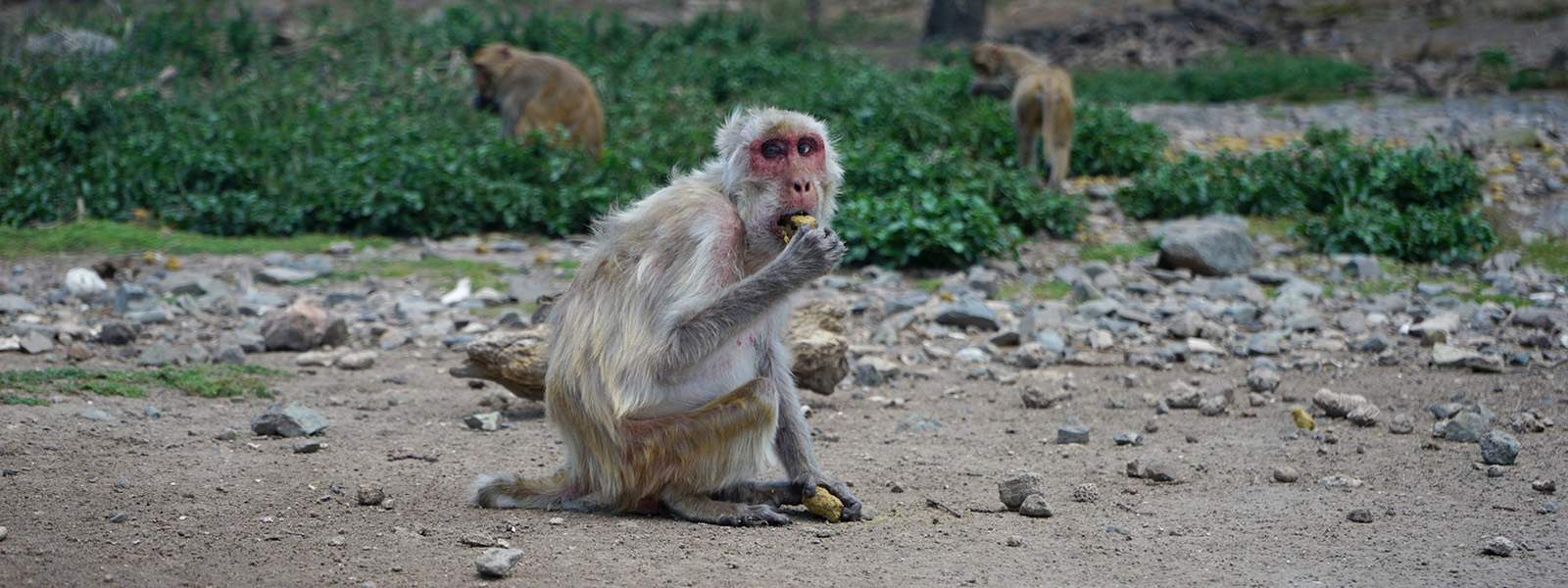 timvernimmen's tweet card. It’s not just us: Other animals change their social habits in old age