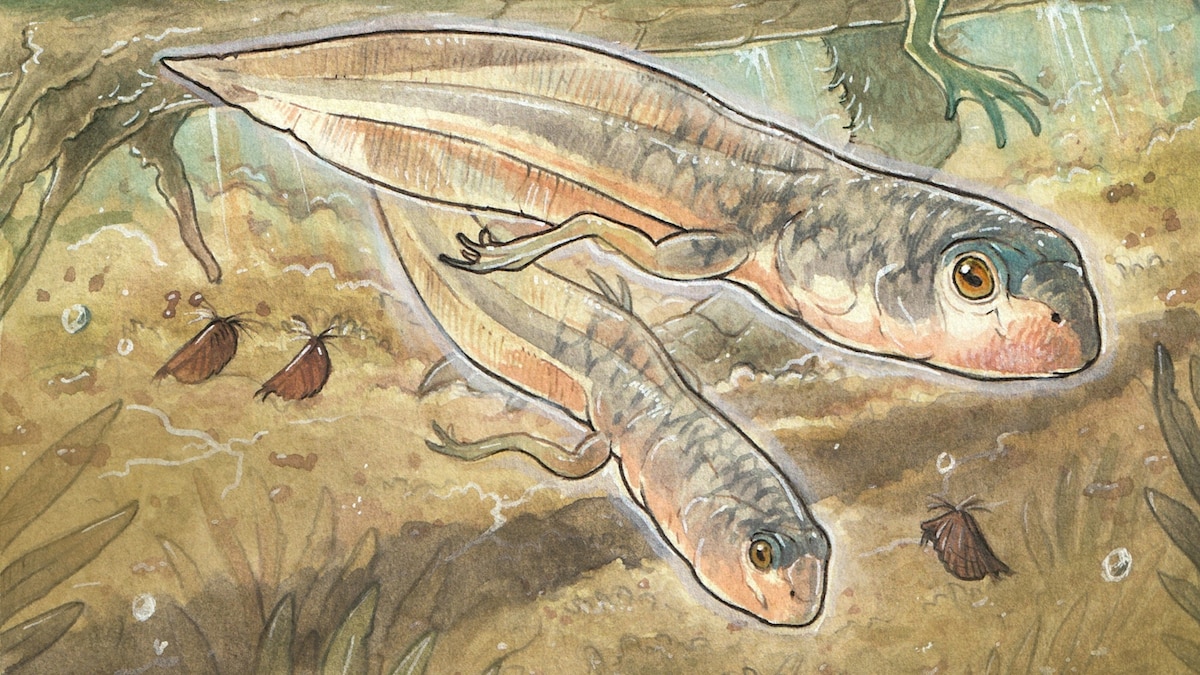 timvernimmen's tweet card. The discovery in Patagonia shows that frogs have had a tadpole stage for at least 160 million years. Here’s how the ancient frogs compare to those of today.