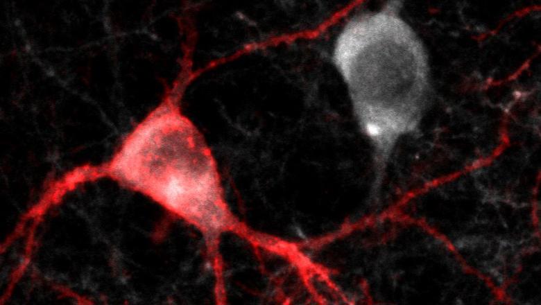 KingsIoPPN's tweet card. New research from the Institute of Psychiatry, Psychology & Neuroscience (IoPPN) at King’s College London has established the molecular mechanism that drives interneurons in the cerebral cortex to...