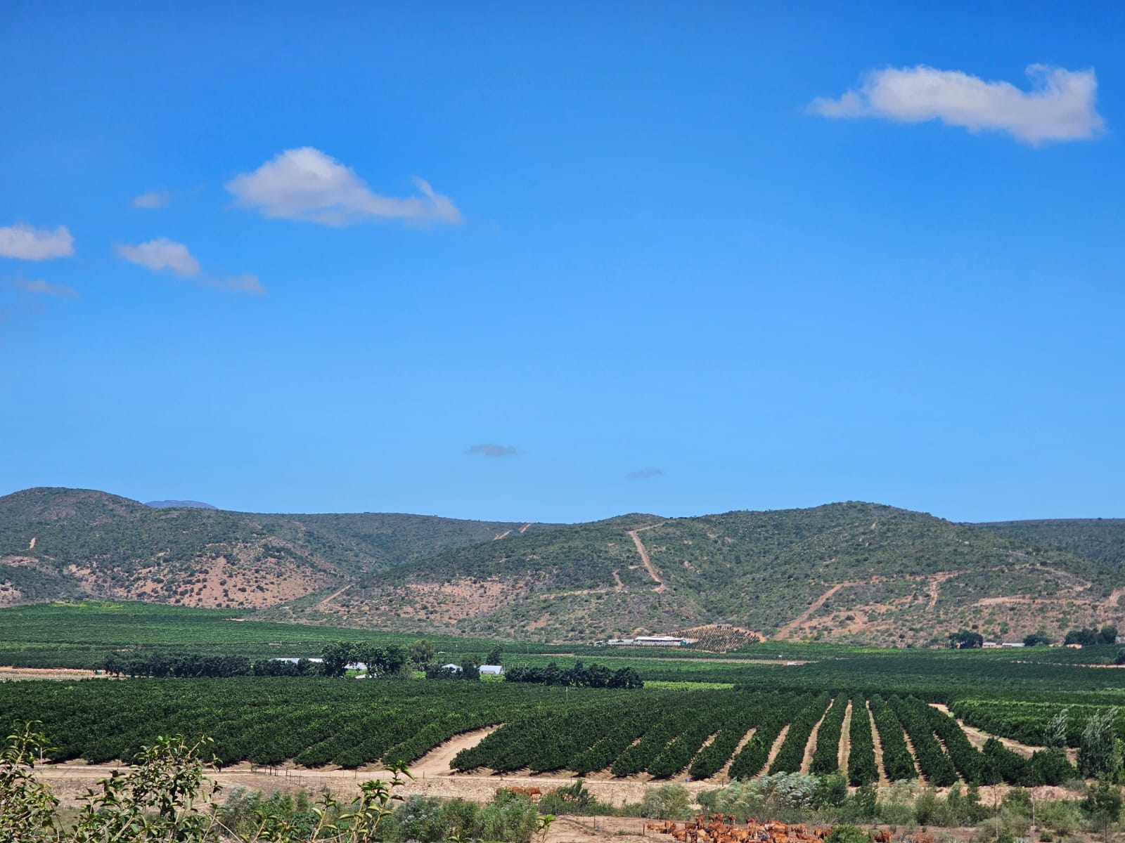 WandileSihlobo's tweet card. South Africa’s agriculture has had to contend with several urgent issues in recent months, including the need to manage the spread of foot-and-mouth disease and the uncertainty surrounding US and...