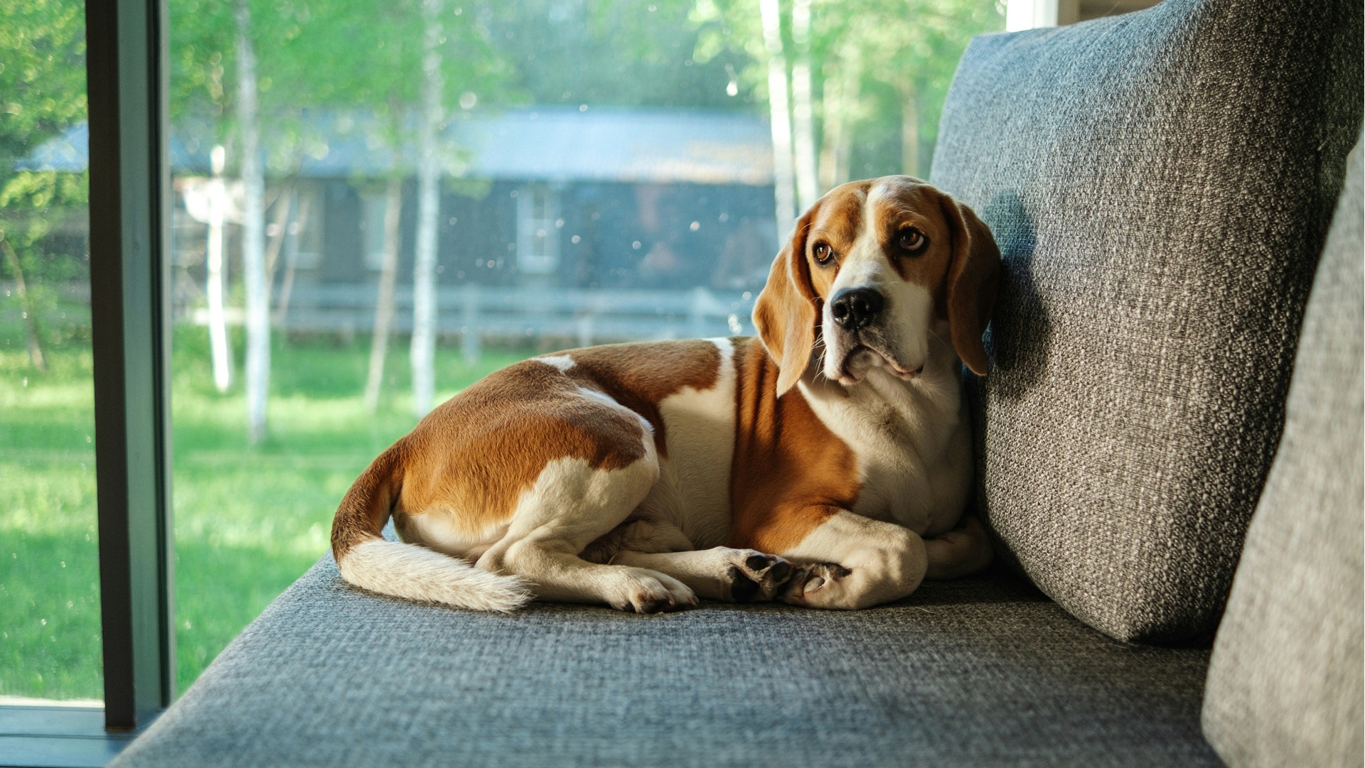 BigIssue's tweet card. Renters with pets face £1,103 upfront costs when they move home thanks to a new amendment to the Renters' Rights Bill, warns Generation Rent