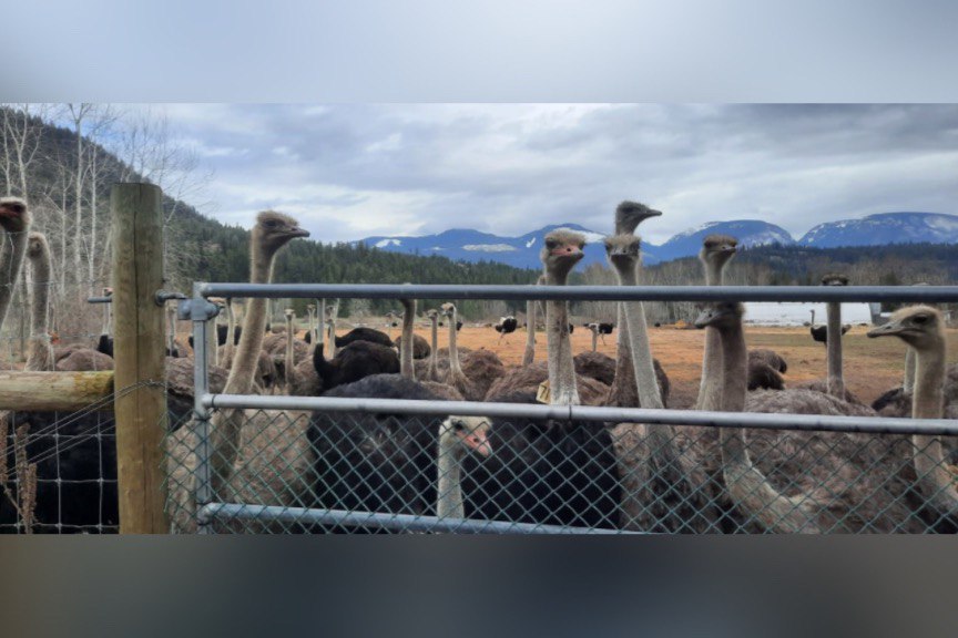 EpochTimesCan's tweet card. Premiers Smith, Ford Voice Support for Saving BC Farm Ostriches From Cull Order