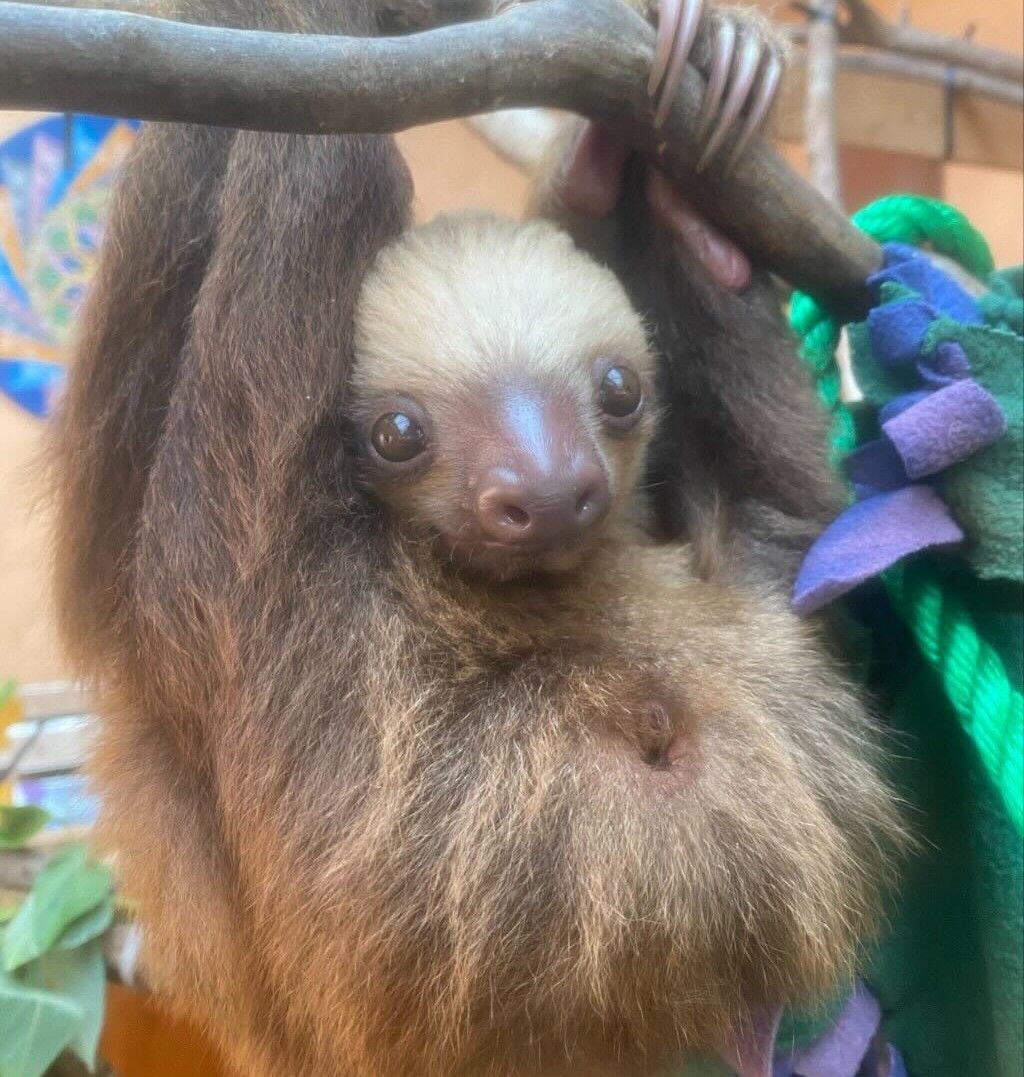 rayadverb's tweet card. For years, it's been assumed that sloths don't fart. But new footage of a baby sloth letting rip in a water bath has shown that, contrary to popular belief, these tree-dwellers are actually incredi...