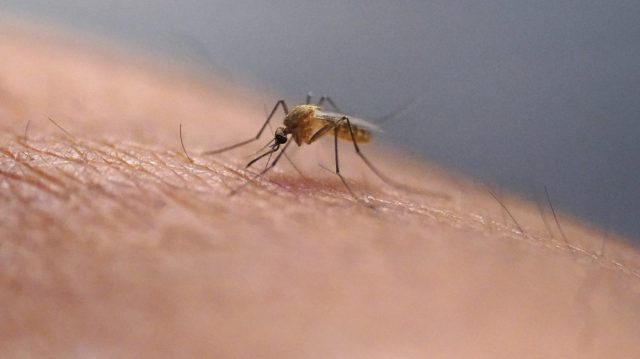 abc27News's tweet card. (WHTM) — Mosquitos with West Nile Virus have spread to more than half the counties in Pennsylvania, the state’s Department of Environmental Protection said. The virus spreads through mo…