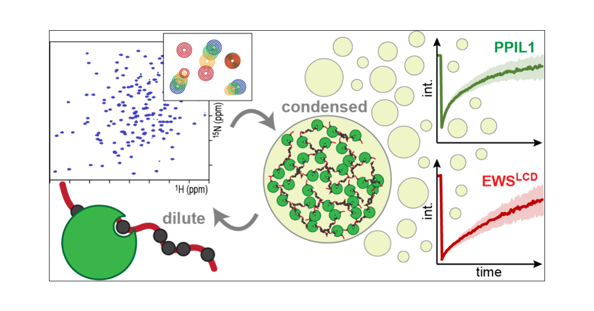 ShorterLab's tweet card. RNA binding protein EWS, a member of the FET (FUS, EWS, TAF15) family, contributes to mRNA biogenesis through roles in transcription, splicing, and RNA transport. Despite evidence linking EWS to...
