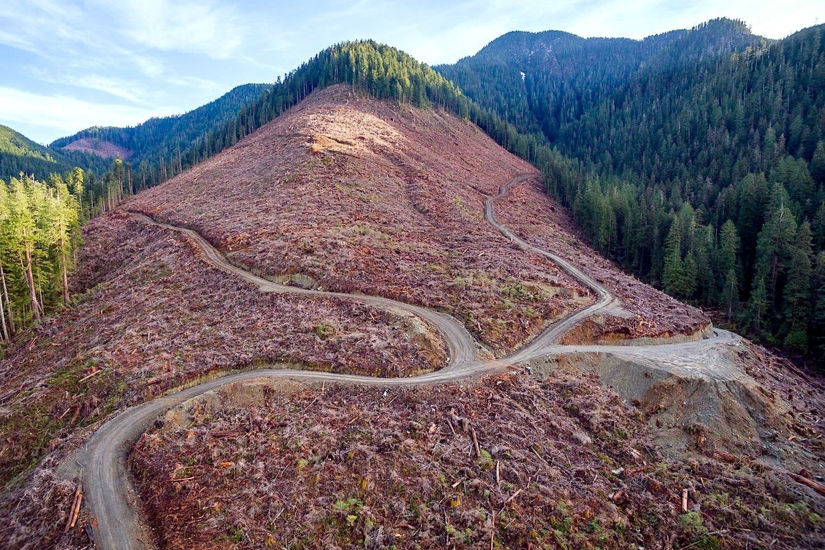 YaleE360's tweet card. Clearcutting Can Lead to Devastating Floods, But It Doesn’t Have To