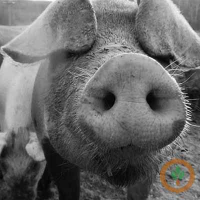 BRNAgNews_Brent's tweet card. Cash cattle country is off to a quiet start Friday after some light business took place on Thursday. A light trade was reported by a Nebraska regional at $380 on a dressed basis, $1 higher than last...