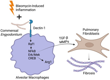 cellhostmicrobe's tweet card. In a recent issue of Immunity, Qiu et al. uncover a pivotal role for commensal fungi in promoting lung fibrosis, showing that their interaction with alveolar macrophages triggers a profibrotic...