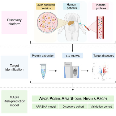 MattWattUnimelb's tweet card. De Nardo et al. profile the plasma and liver-secreted proteome from obese individuals spanning the spectrum of MASLD. They identify biomarkers for MASH in persons with obesity and develop and...