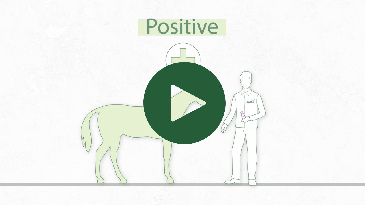 HIWUNews's tweet card. This video walks Covered Persons through their initial rights, responsibilities, and next steps following Notice of a positive test under HISA's Anti-Doping and Medication Control Program.