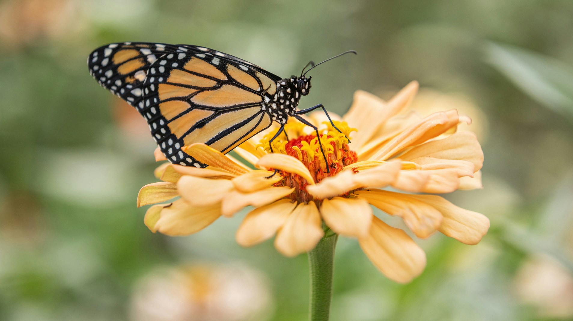 SimonsFdn's tweet card. The Simons Foundation’s Life Sciences division is pleased to announce a new fellowship opportunity for graduate students in ecology and evolution.