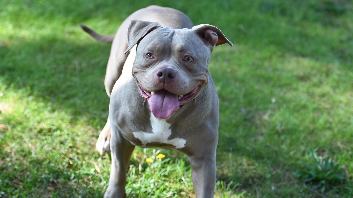 Euanobm's tweet card. A lack of kennel capacity and specialist Dog Legislation Officers, as well as a backlog of XL Bullies needing to be neutered, have raised concerns about enforcement of the ban from 1 February