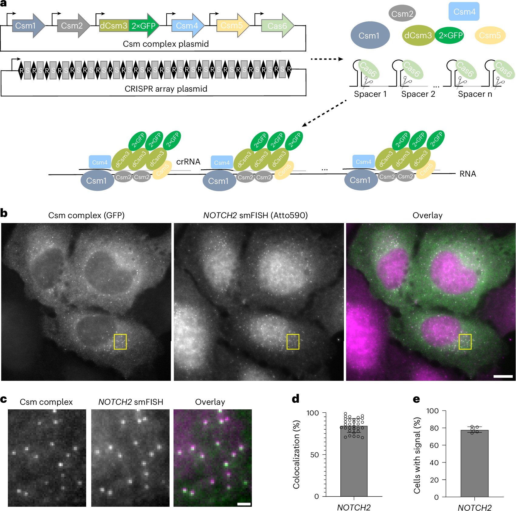 AdrienChauvier's tweet card. Nature Biotechnology - Single-molecule live-cell fluorescence in situ hybridization uses an RNA-targeting CRISPR–Csm complex to image and track endogenous RNAs.