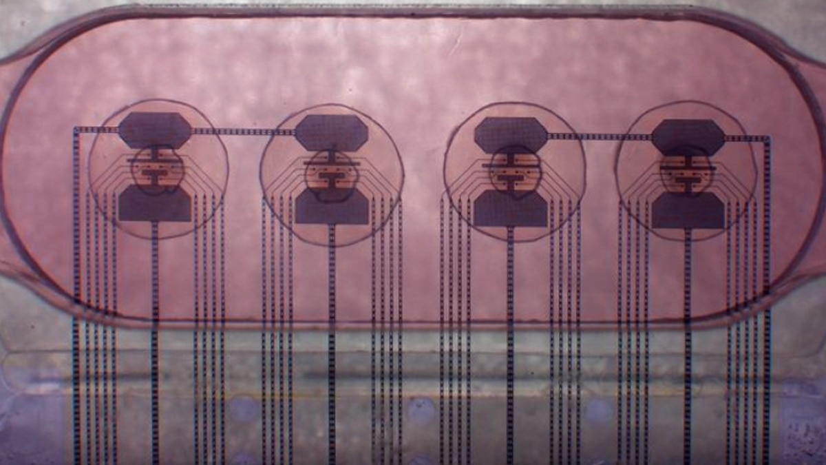 NatGeo's tweet card. The potential for these kinds of machines to reshape computer processing, increase energy efficiency, and revolutionize medical testing has scientists excited. But when do we consider these cells to...