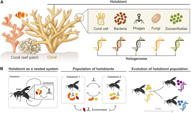 cellhostmicrobe's tweet card. Growing insight into microbial symbioses highlights the need to model these systems mathematically. We discuss three areas requiring theoretical advancement: nested ecology within a host or holobio...