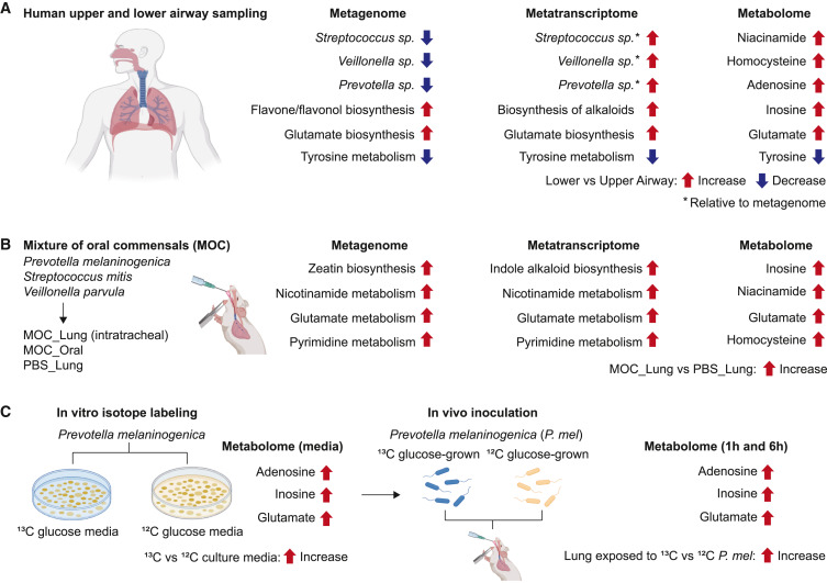 cellhostmicrobe's tweet card. In this issue of Cell Host & Microbe, Wong et al. investigate the contribution of the microbiome to airway metabolism, revealing differential microbial pathways and metabolites between the upper and...
