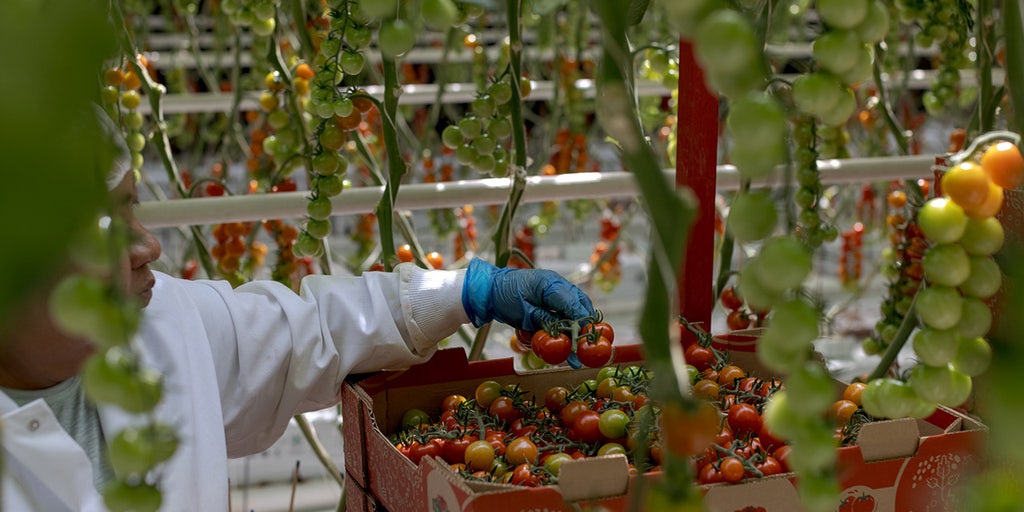 RepSchneider's tweet card. Major tomato importer NatureSweet warns of price increases as the 2019 Tomato Suspension Agreement with Mexican exporters ends, bringing a nearly 21% tariff on imports.