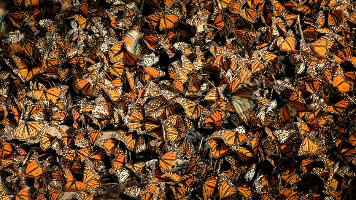 WUWMradio's tweet card. Habitat loss, climate change and the use of pesticides are to blame for the population decline of monarchs, says Karen Oberhauser, the co-founder and co-director of the Monarch Larva Monitoring...