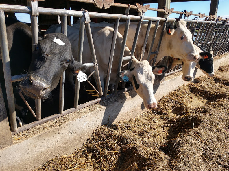 BRNAgNews_Larry's tweet card. A dairy economist says herd size and milk production are growing. Corey Geiger with CoBank tells Brownfield, “It’s growing because dairy farmers are culling less dairy cows.” Geiger says that means...