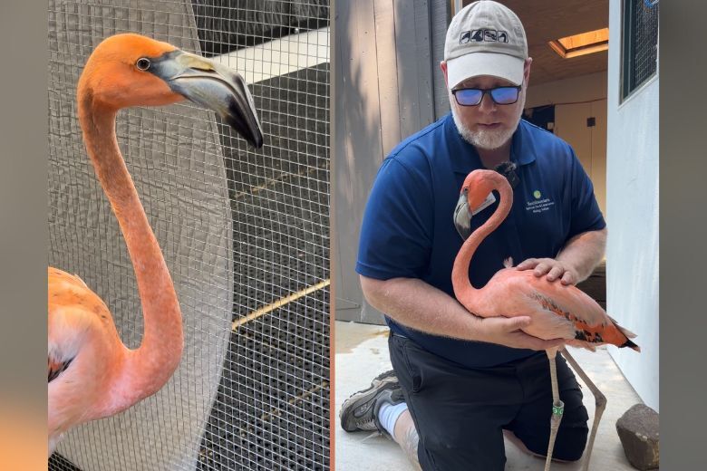 WTOP's tweet card. In Tuesday’s “Working Capital” episode of “Matt About Town,” WTOP’s Matt Kaufax went to the Smithsonian National Zoo to pose as a bird caretaker for a morning.