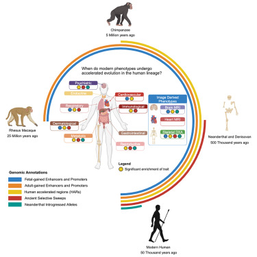 EucharistKun's tweet card. Kun et al. examine the timing of accelerated genomic changes in human evolution by linking human traits to genomic annotations related to distinct evolutionary points. Their findings reveal that...
