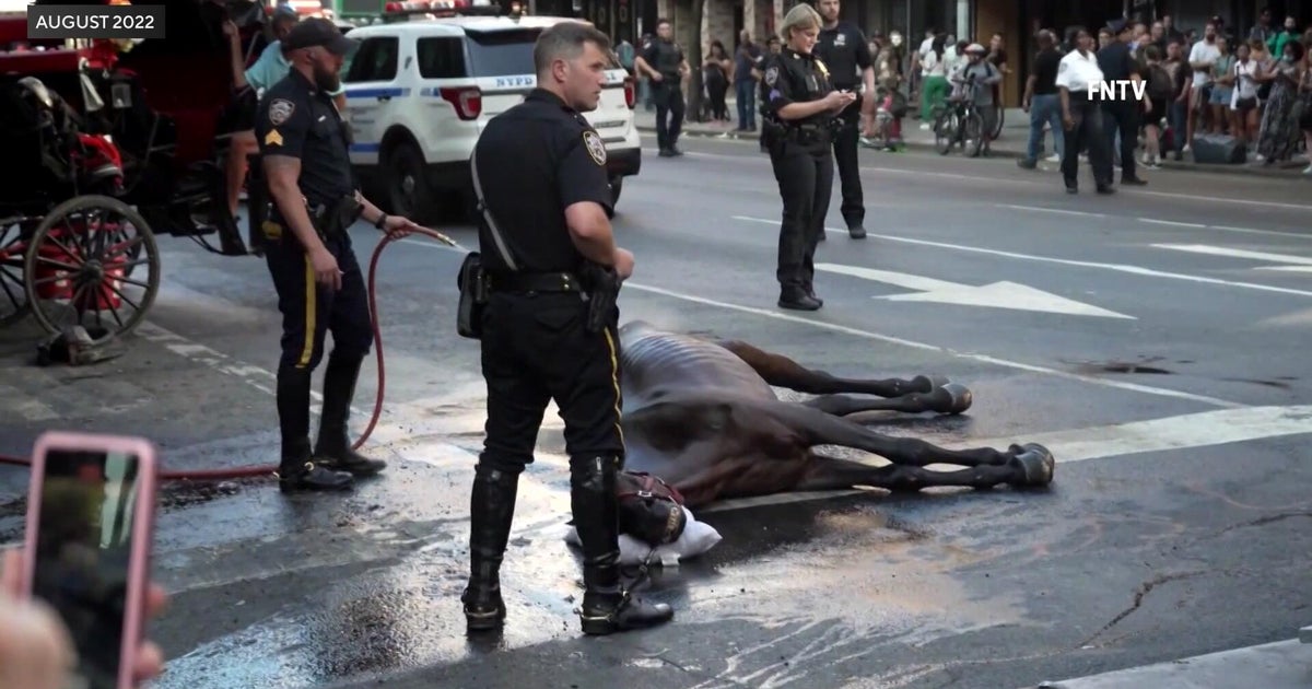 CBSNewYork's tweet card. NYC carriage horse handler Ian McKeever was accused of injuring animals after a horse named Ryder collapsed in Hell's Kitchen in 2022.