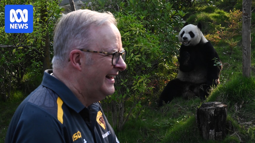 RizviAbul's tweet card. Anthony Albanese rejects criticism that his six-day tour of China, which included a trip to the Great Wall and a panda breeding centre, was "indulgent".