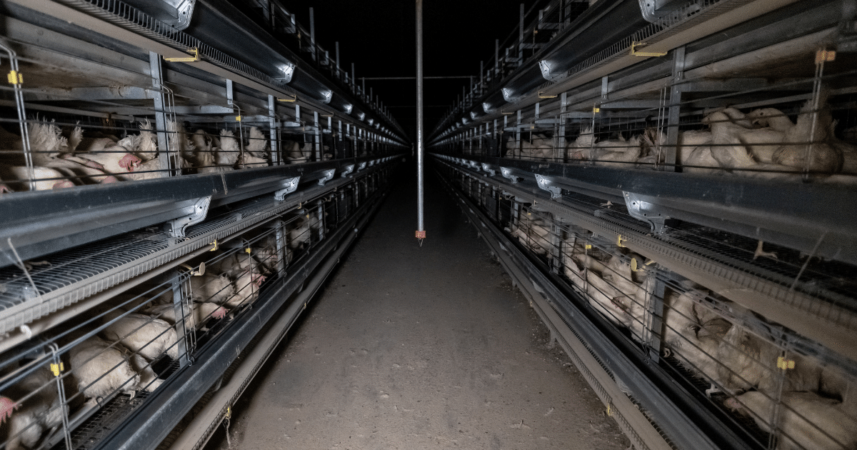 Sentient_Media's tweet card. Most of the meat we consume comes from animals raised on CAFOs.