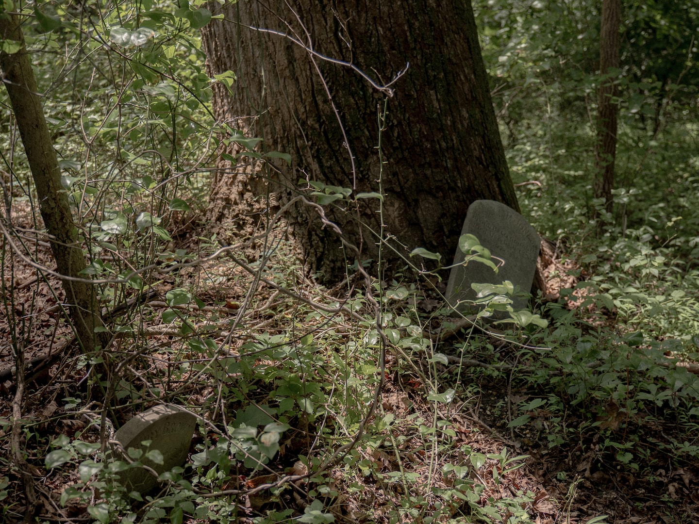 Willcsmithjr's tweet card. At least 100 mostly unmarked graves, some dating to the 19th century, have existed outside the Cheltenham Youth Detention Center without recognition.