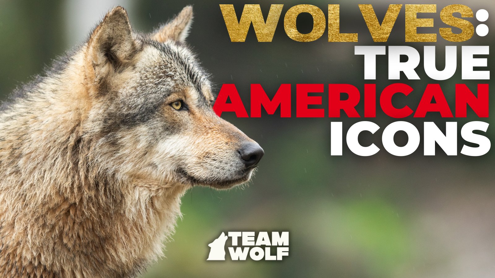 Howling4Wolves's tweet card. Take Action Now