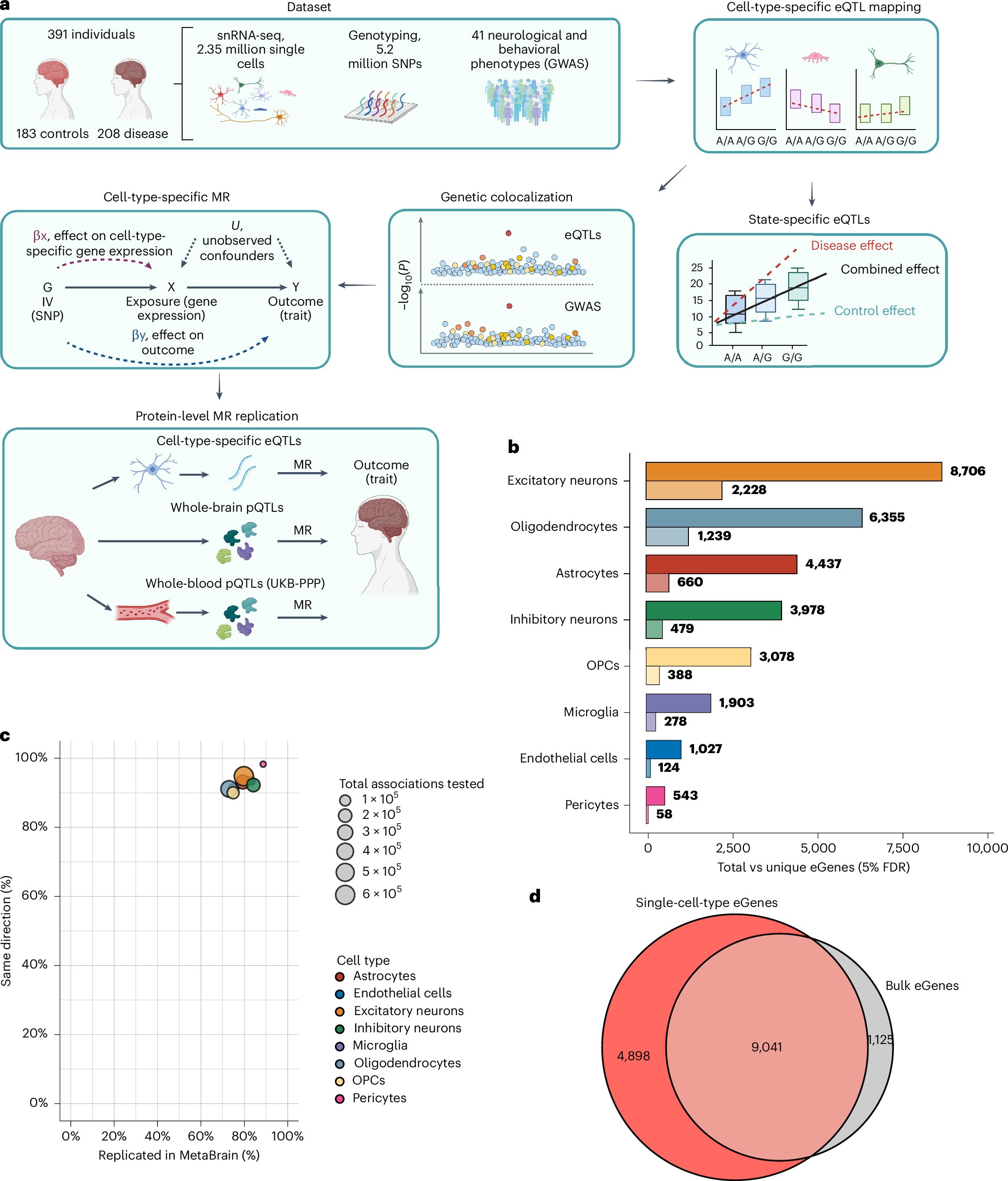 CBUuniTo's tweet card. Nature Genetics - Analysis of single nuclei RNA-sequencing data across eight major brain cell types identifies putative causal associations between cell-type-specific expression and brain phenotypes.
