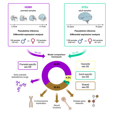CellGenomics's tweet card. Benoit-Pilven et al. explore the origins of the well-established sex differences in many brain-related phenotypes. Through comparing sex-biased gene expression in the prenatal and adult human...