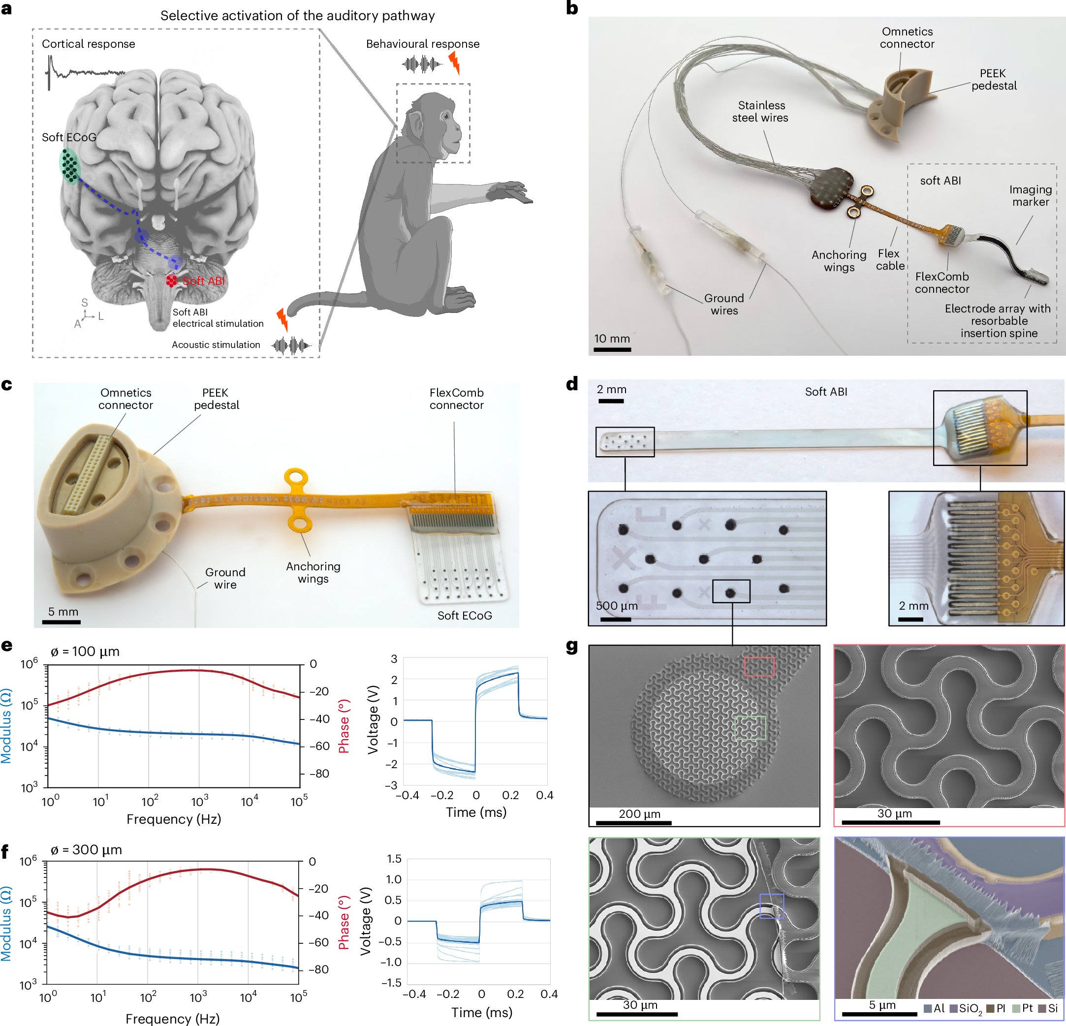 BioelDrop's tweet card. Nature Biomedical Engineering - Soft auditory brainstem implant in the cochlear nucleus of macaque evokes auditory-like perceptions with high resolution and tonotopic specificity.