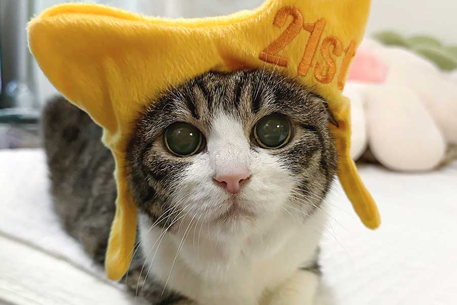 Nyanko_Pot's tweet card. ねこの21歳は、人間に換算すると97歳になるといわれています。X（ツイッター）では、七夕の日に21歳の誕生日を迎えた元保護ねこが大きな話題に。華やかな誕生日写真が8.3万件もの“いいね”を集め、祝福の声が殺到しています。飼い主さんに詳しいお話を伺いました。